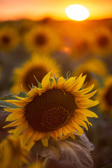 Sunflower field landscape with the Sun at the sunset time