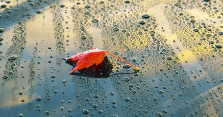 A beautiful autumn leaf lying on the polished bonnet of a clean car