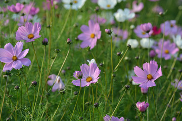 White and pink cosmos flowers in the garden