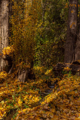 Fototapeta premium Colorful scene view of autumn at farm in Patagonia, Argentina