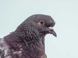 Gołąb