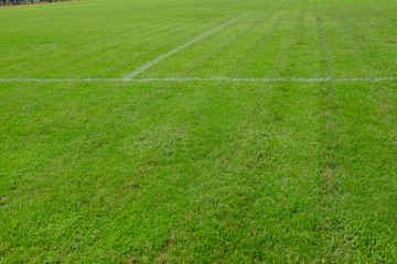 Green grass background texture natural grass