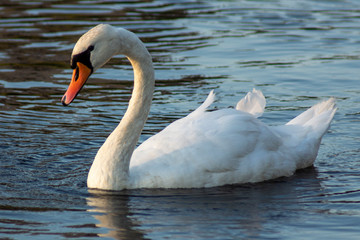 Łabędź