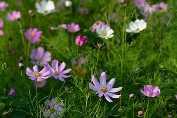 White and pink cosmos flowers on a blurred green grass background. 