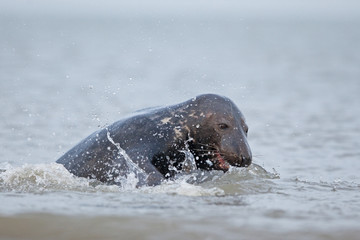 Obraz premium grey seal, halichoerus grypus, Helgoland, Dune island