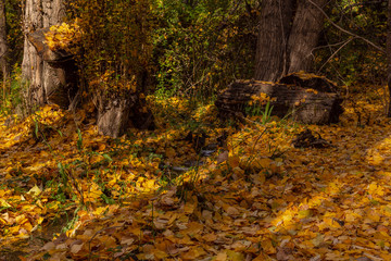 Colorful scene view of autumn at farm in Patagonia, Argentina