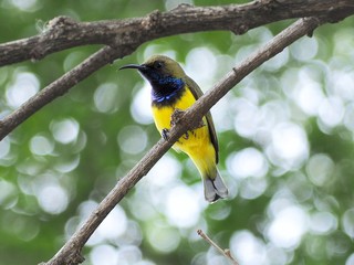 bird on a branch