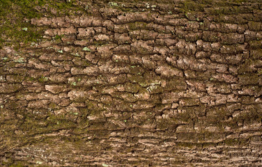 Relief texture of the brown bark of a tree with green moss on it. Horizontal photo of a tree bark texture. Relief creative texture of an old oak bark.