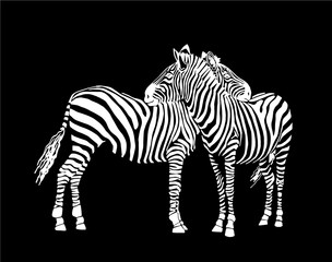 Fototapeta na wymiar Graphical zebra isolated on black background,vector illustration,sketch