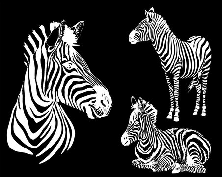  Graphical collection of zebras, black background, vector tattoo illustration,eps10