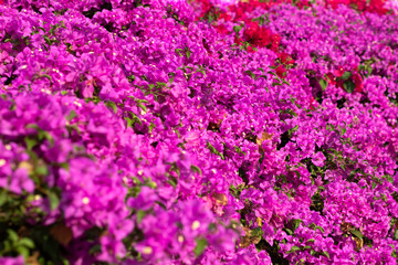 Naklejka premium Pink bougainvillea flowers