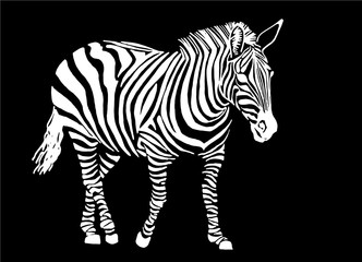 Graphical zebra  isolated on black background,vector illustration,sketch