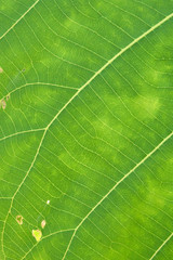 close up green leaf texture