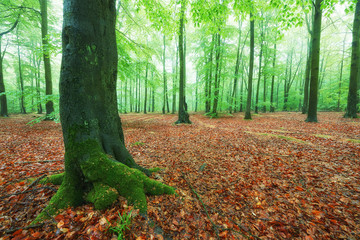 Misty morning in the old beech forest