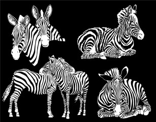 Graphical collection of zebras, black background, vector tattoo illustration,eps10