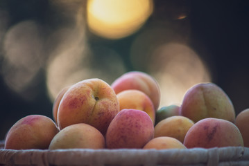 Ripe apricots on the basket with natural bokeh sunset background