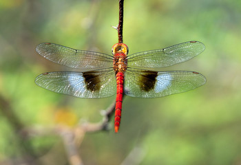 Libellule colorée