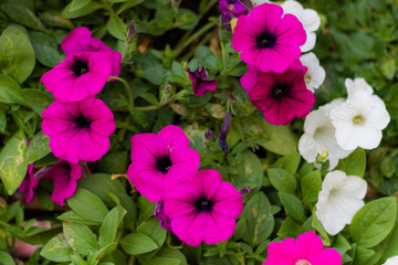 petunia flowers