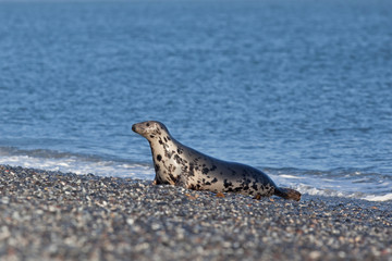grey seal, halichoerus grypus, Helgoland, Dune island