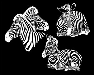Fototapeta na wymiar Graphical collection of zebras, black background, vector tattoo illustration,eps10