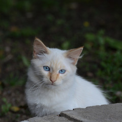 Naklejka na ściany i meble Sad red-haired white kitten outdoors