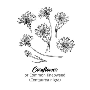 Cornflower black ink vector sketches set. Summer honey plant with name engraved sketch. Common knapweed flower, buds outline. Centaurea-nigra botanical black and white drawing with latin inscription