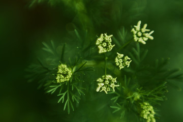 white coriander flowers