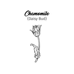 Daisy bud freehand vector illustration. Young German chamomile, Matricaria chamomilla outline with title. Honey plant, wild flower monochrome engraving. Homeopathic herb, wildflower
