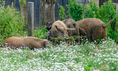 pigs feeding camomile