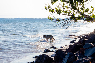 Michigan Upper Peninsula Beach Great Sand Bay Wolf
