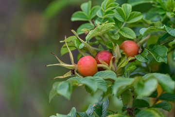 Beginning ripe rosa rugosa fruit, Rose hips on a branch