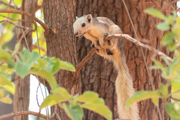 Squirrel on a branch