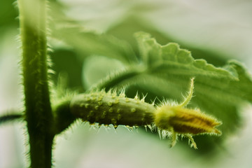  young cucumbers growing on a twig in the garden