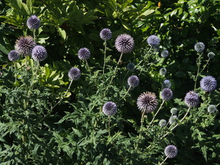 fiori viola rotondi