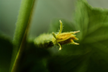  young cucumbers growing on a twig in the garden