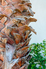 Bark of a palm tree close-up on a white background.