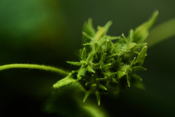  young cucumbers growing on a twig in the garden