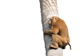 A monkey climbing coconut tree with white background. A monkey plucking the coconut.