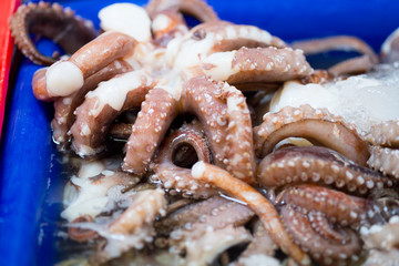Close-up of fresh octopus tentacles