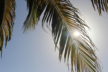 Palm tree and sun shine with blue sky