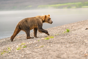 Ruling the landscape, brown bears of Kamchatka (Ursus arctos beringianus)
