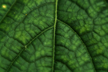 cucumber leaf close-up