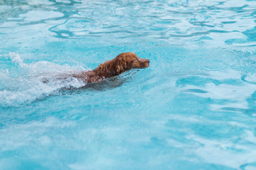 Obraz premium Golden Retriever swimming in the pool