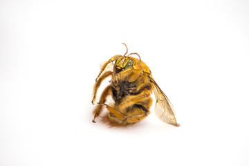 Flying bumblebee stock photo