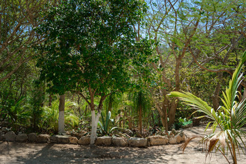 Tropical park with decorated paths on a bright sunny day.