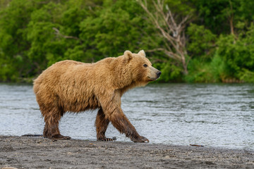 Ruling the landscape, brown bears of Kamchatka (Ursus arctos beringianus)