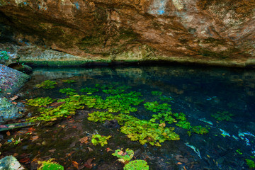 Water lilies growing in the clear water of cenote. Mexico.