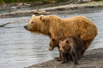 Fototapeta premium Ruling the landscape, brown bears of Kamchatka (Ursus arctos beringianus)
