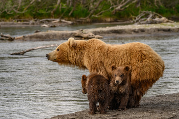 Obraz premium Ruling the landscape, brown bears of Kamchatka (Ursus arctos beringianus)