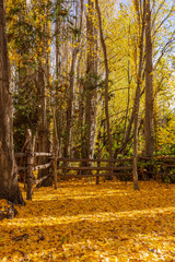 Colorful scene view of autumn at farm in Patagonia, Argentina